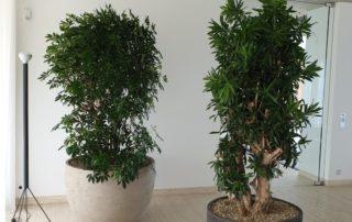 Schefflera, Pleomele, Ficus nitida,